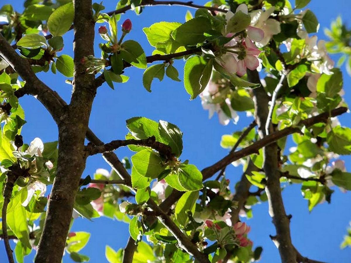 Espédaillac Chambres Et Jardin De Pierres מראה חיצוני תמונה