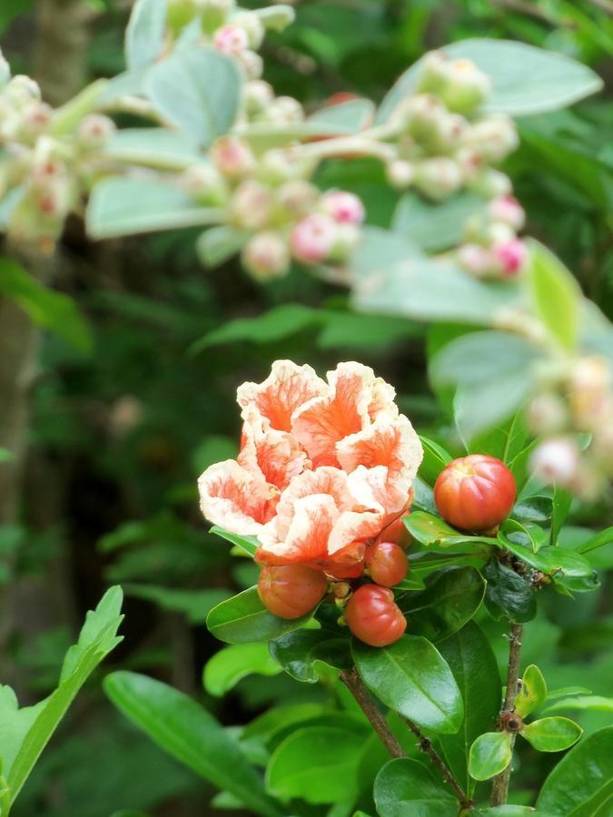 Espédaillac Chambres Et Jardin De Pierres מראה חיצוני תמונה