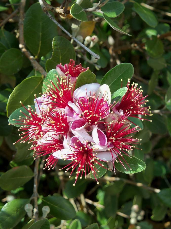 Espédaillac Chambres Et Jardin De Pierres מראה חיצוני תמונה